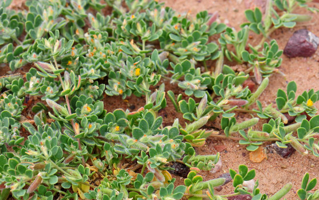 Lotus humistratus, Foothill Deervetch, Southwest Desert Flora